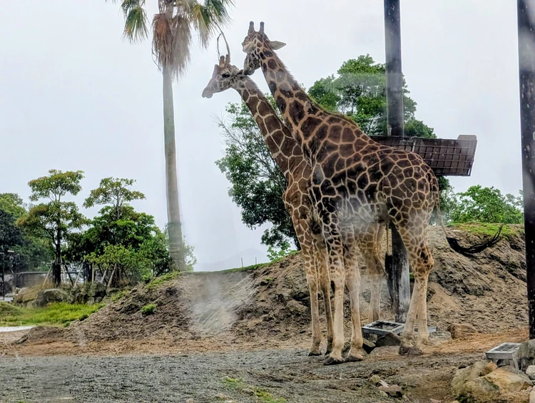【2泊3日和歌山旅行②】雨の日も楽しめる！白浜のテーマパークと名物ホテルを満喫する夫婦二人旅_7_2