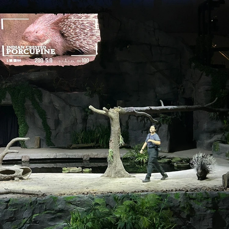 シンガポール旅行「ナイトサファリ」