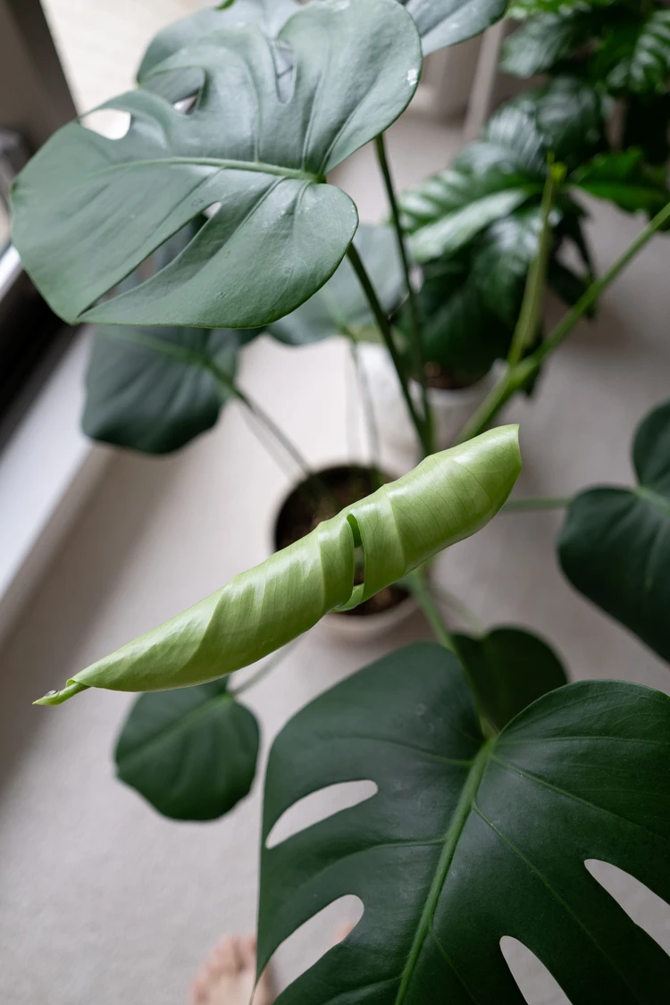 半年前に迎えた「モンステラ」。小さい株から育てて正解だった話_2_1