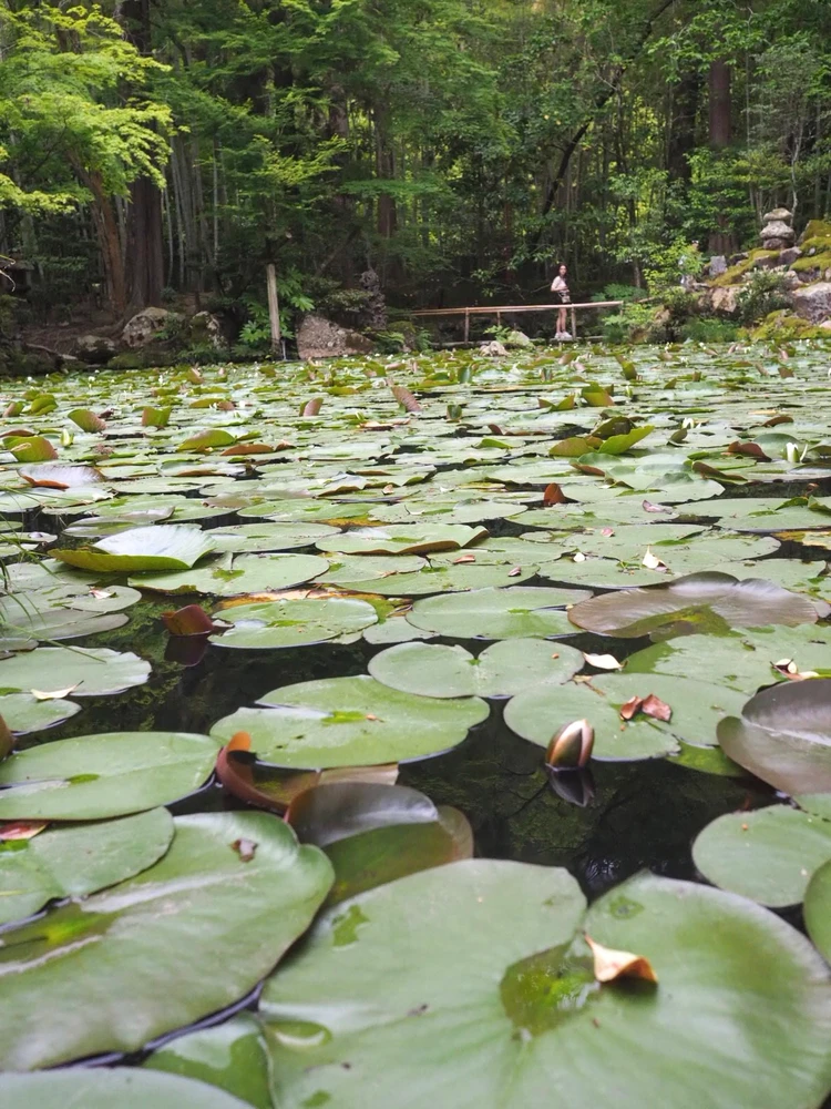 【京都】梅雨に行きたい！京都大人旅スポット3選。南禅寺・天授庵・梨木神社レポ〈2026年最新版〉_4_1
