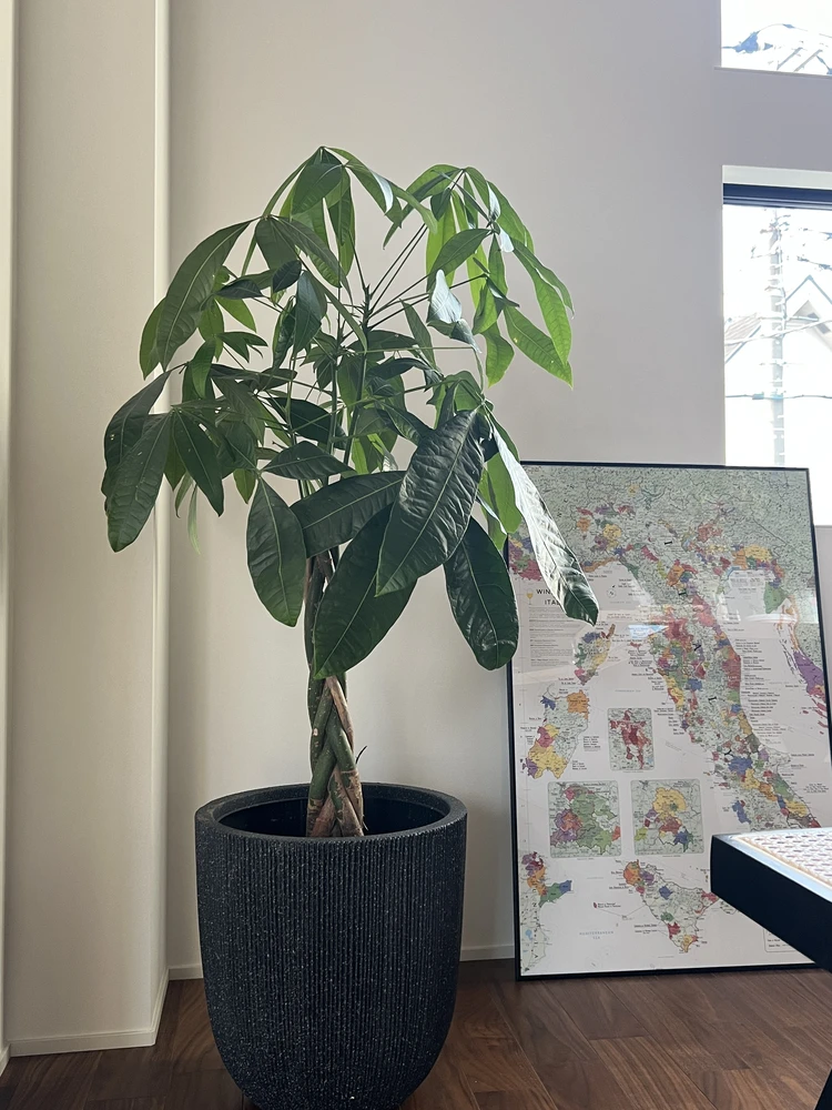 心地よいグリーンのある暮らし。我が家の観葉植物たち#おうち部_7