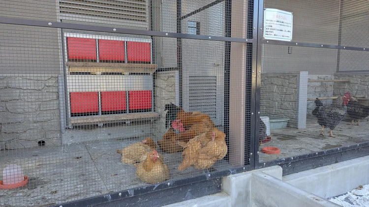 家畜のにわとり