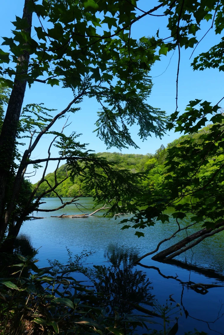 【2日目｜青森】十和田湖と白神山地を巡る大自然の東北絶景旅_8_2