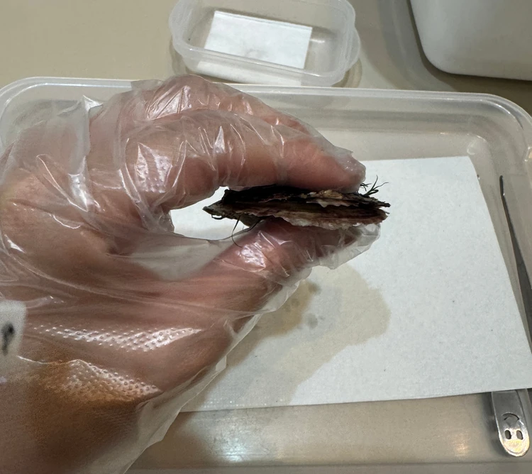 子供も大人もはまる！八景島シーパラダイスで真珠取り出し体験！_3