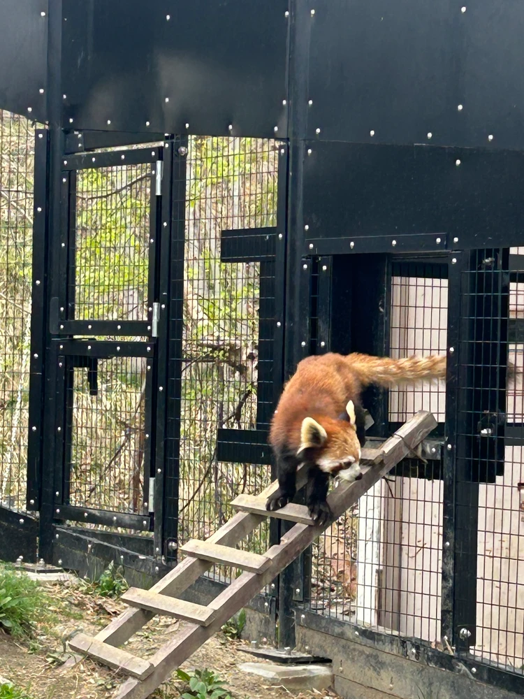 【旭山動物園】ゴールデンウイークの動物たちの様子は？写真と動画たっぷりでご紹介_14_2