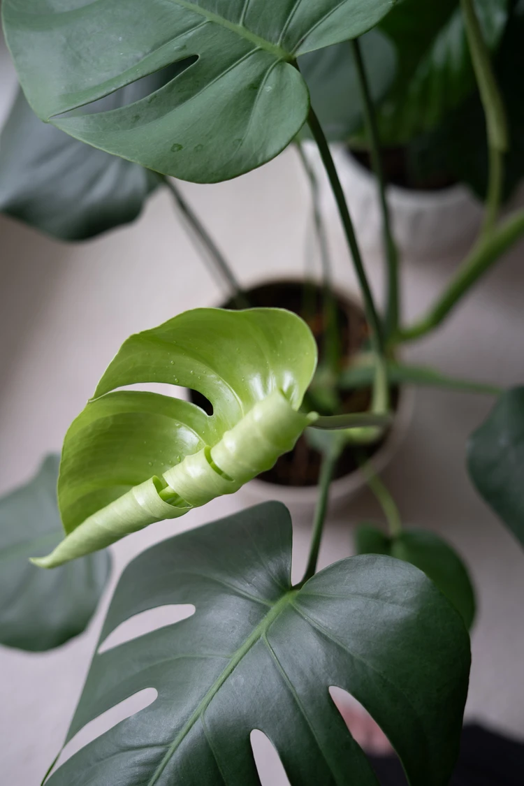半年前に迎えた「モンステラ」。小さい株から育てて正解だった話_2_2