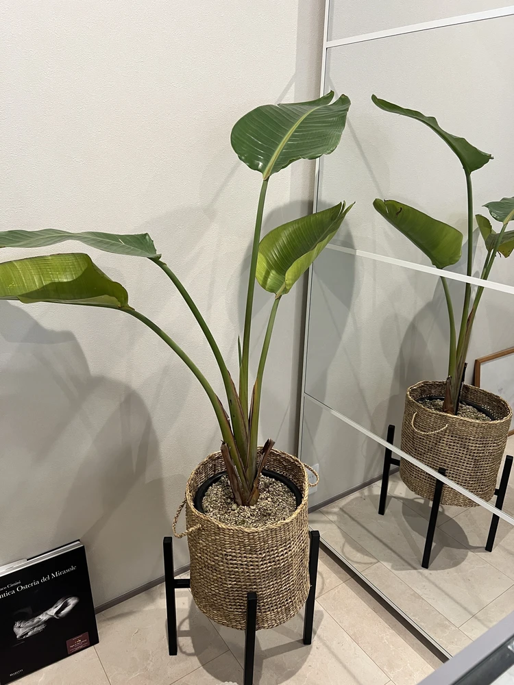 心地よいグリーンのある暮らし。我が家の観葉植物たち#おうち部_5