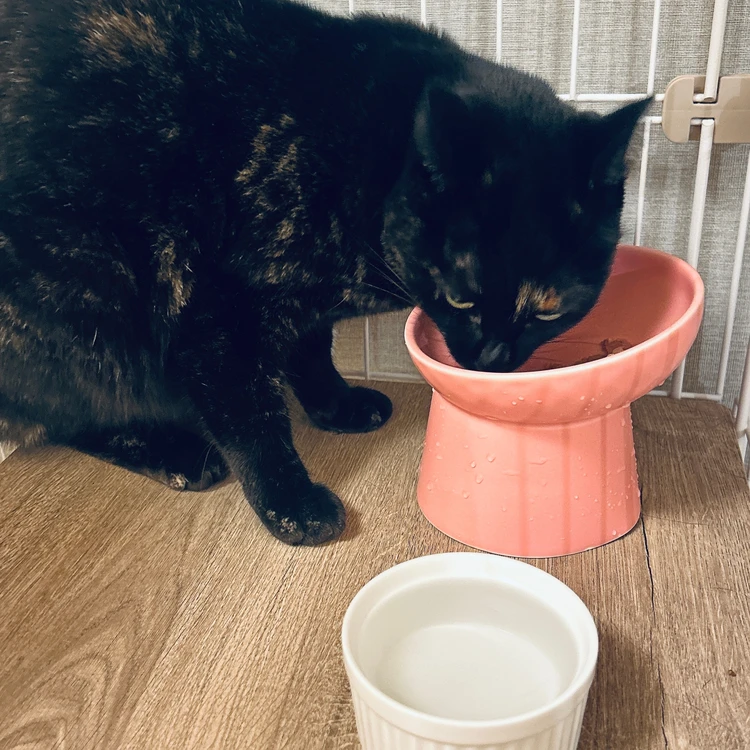 AIXIA(アイシア)「おさかな生活」