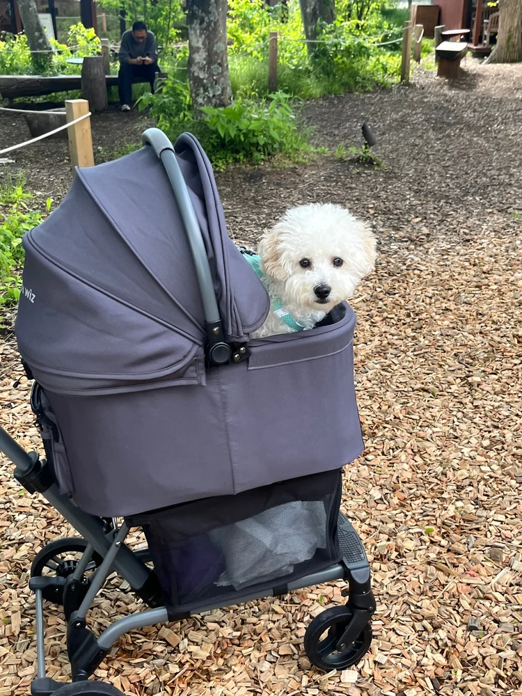 【軽井沢旅行】連休目前！愛犬と過ごせるおすすめスポットはここ🐾#旅行部_8_2