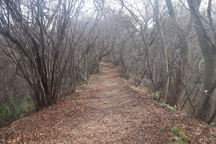 【新潟】登山口はまさかの海!? 角田山で標高0mから"青すぎる"登山【登山日記】_7_2