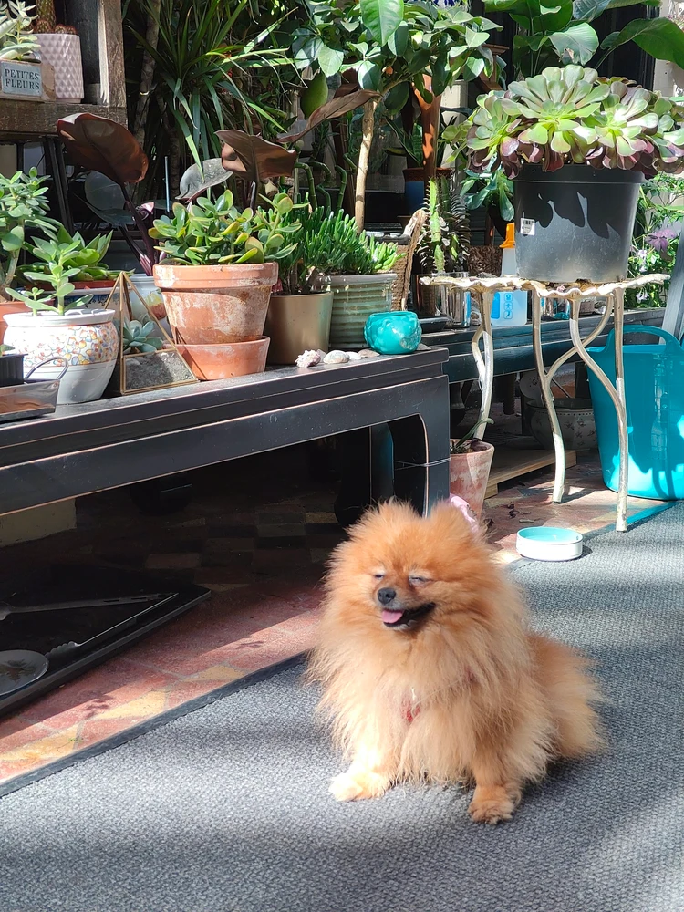 イギリス　犬