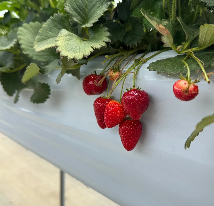 ロイヤルクイーン