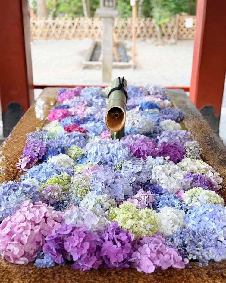 鎌倉　鶴岡八幡宮　花手水　あじさい　紫陽花　ポートレート