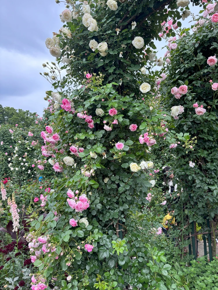【横浜】圧巻!港の見える丘公園でバラに癒されるひととき_2_2