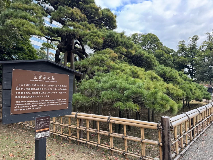 浜離宮恩賜庭園　三百年の松