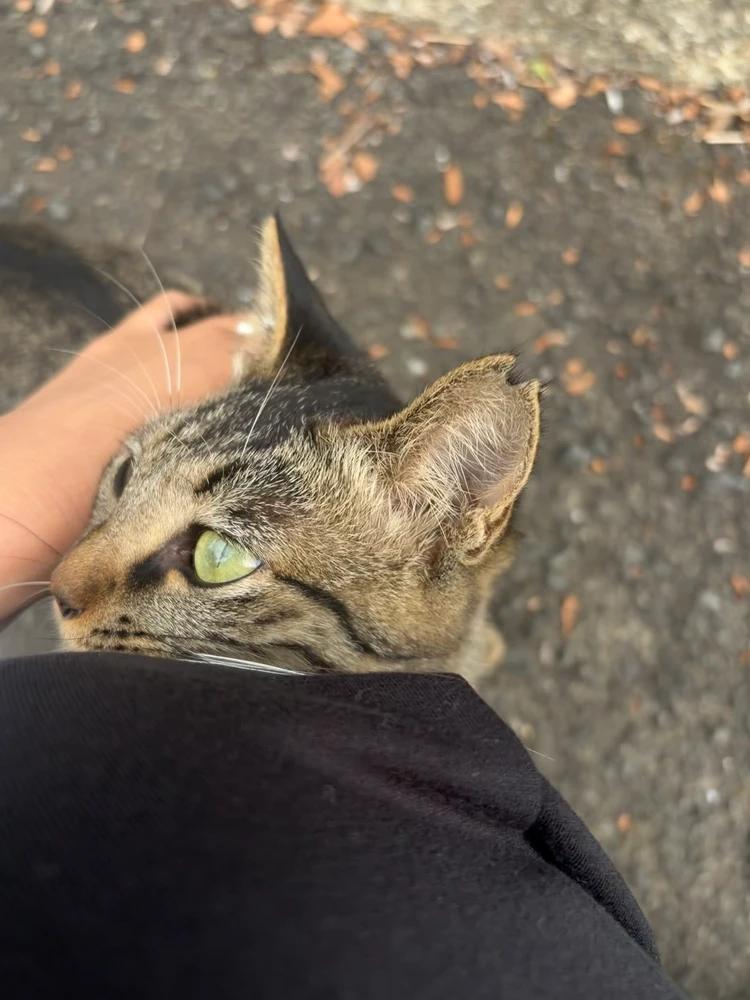 猫 桜猫