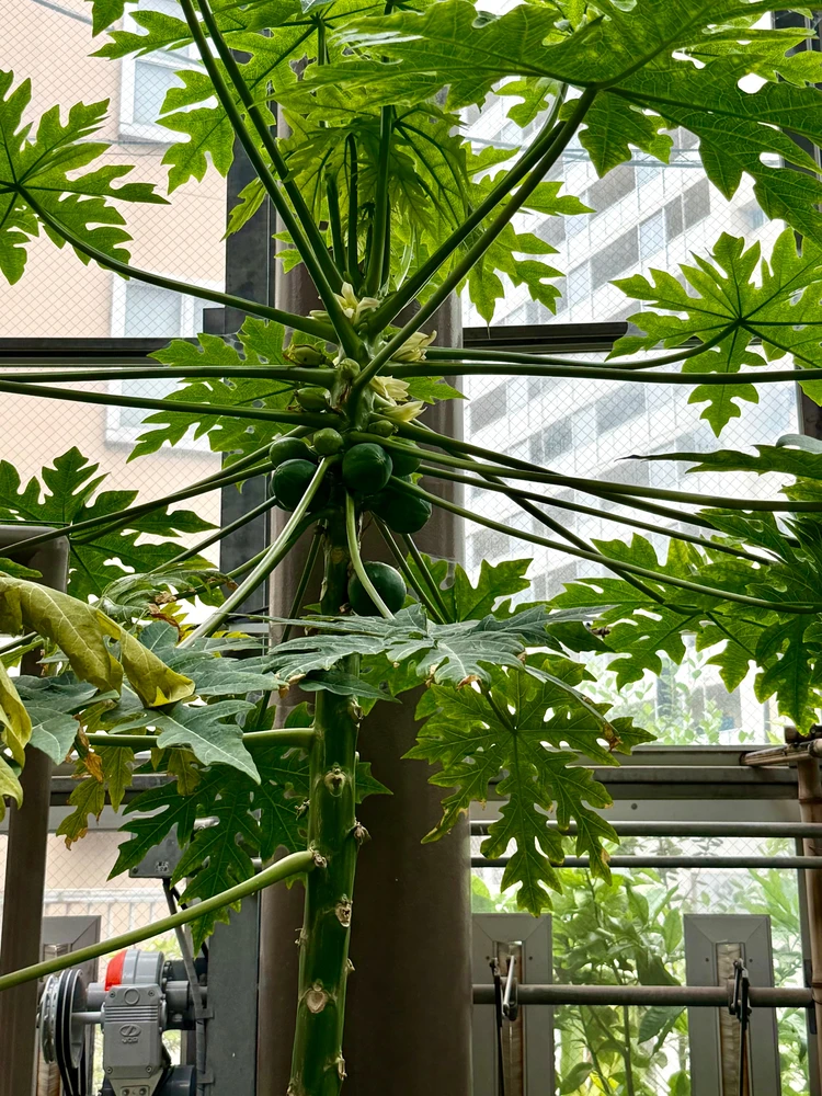 【渋谷駅から徒歩約10分の植物園】渋谷区ふれあい植物センターなら雨の日も楽しめる！_5_1