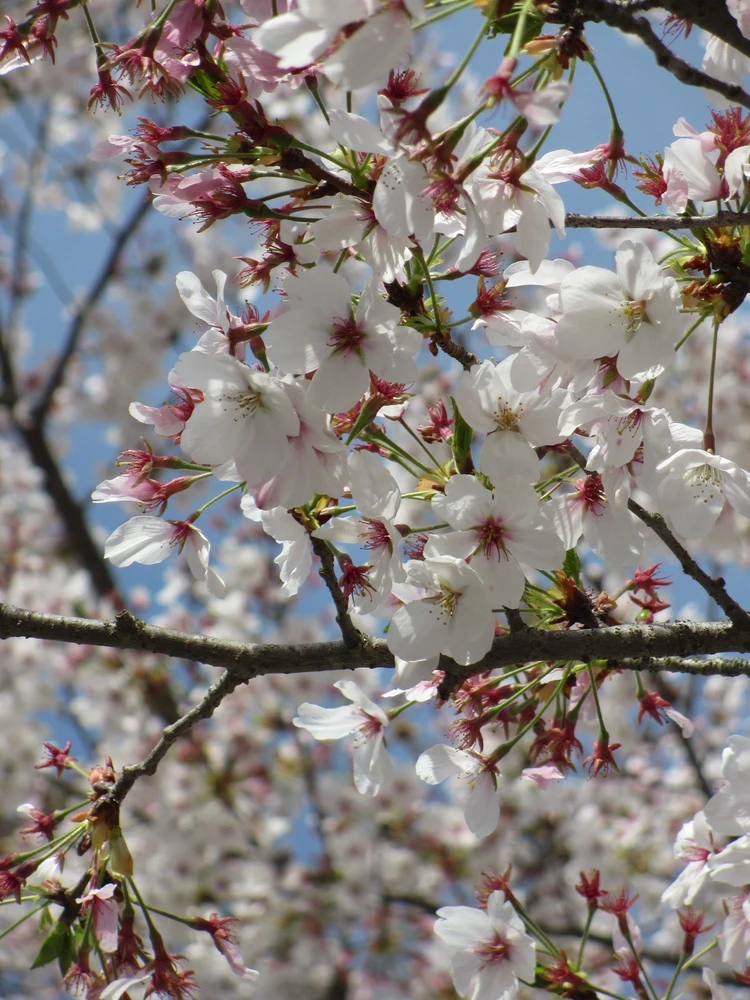 まだ見頃に間に合う♡ 桜をたのしむ古都・奈良旅のすゝめ|日帰りプラン_7_1