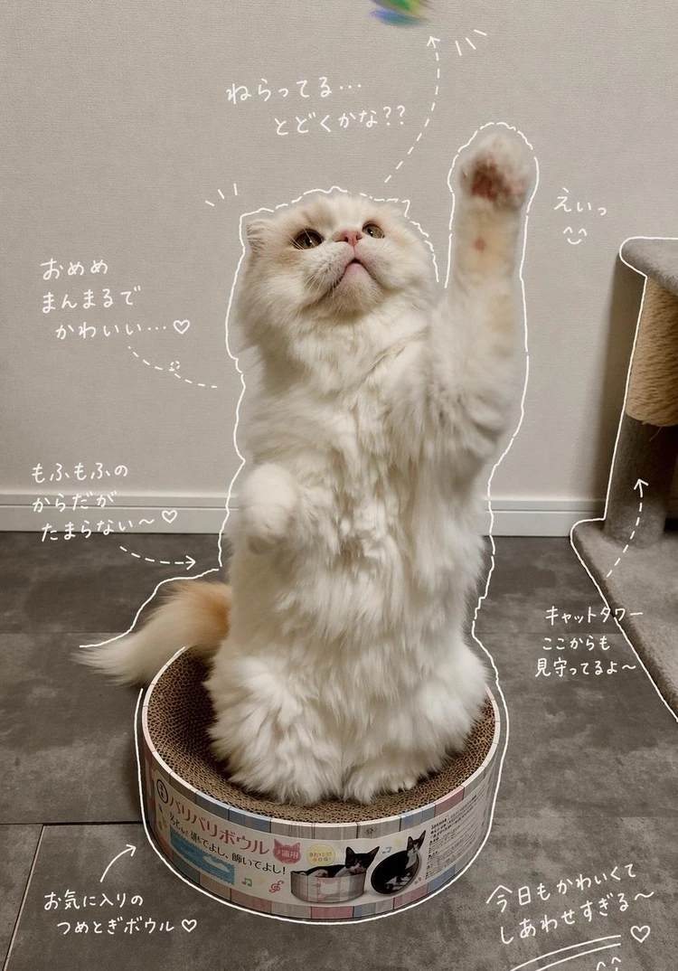 【韓国ダイソー】GWの渡韓で絶対買い！「ペットのご褒美天国」ルポ_3_1