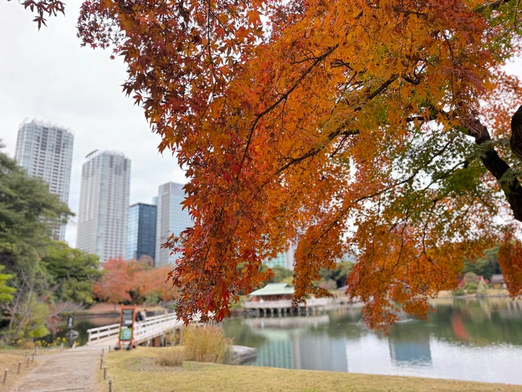 浜離宮恩賜庭園　紅葉　東京デートスポット