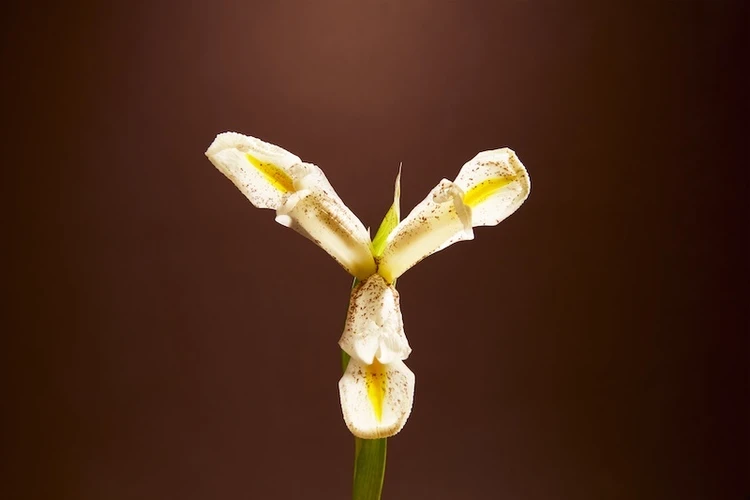 ボン パフューマー「502 オードパルファム」香りイメージ(アイリス)