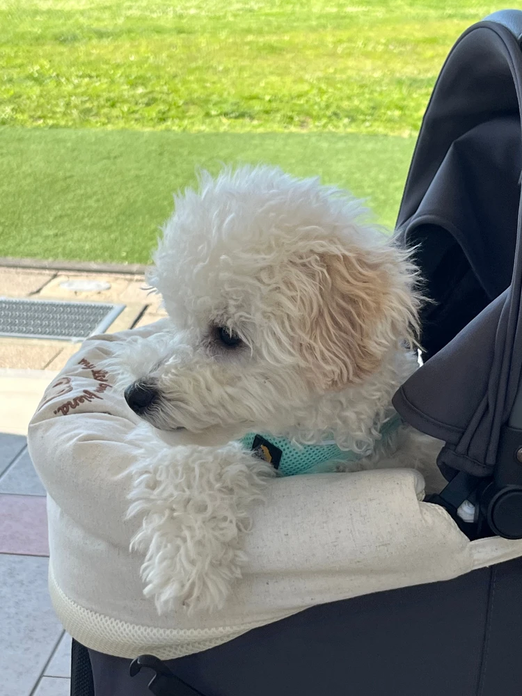 【軽井沢旅行】連休目前！愛犬と過ごせるおすすめスポットはここ🐾#旅行部_14_2