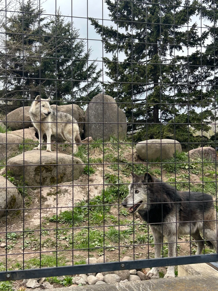 【旭山動物園】ゴールデンウイークの動物たちの様子は？写真と動画たっぷりでご紹介_10_1