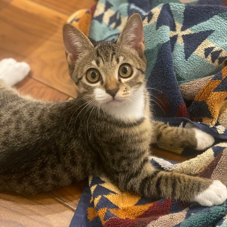 【写真】BAILA編集部員のおすすめやお気に入りをリレー式で綴る「エディターズピック」_0