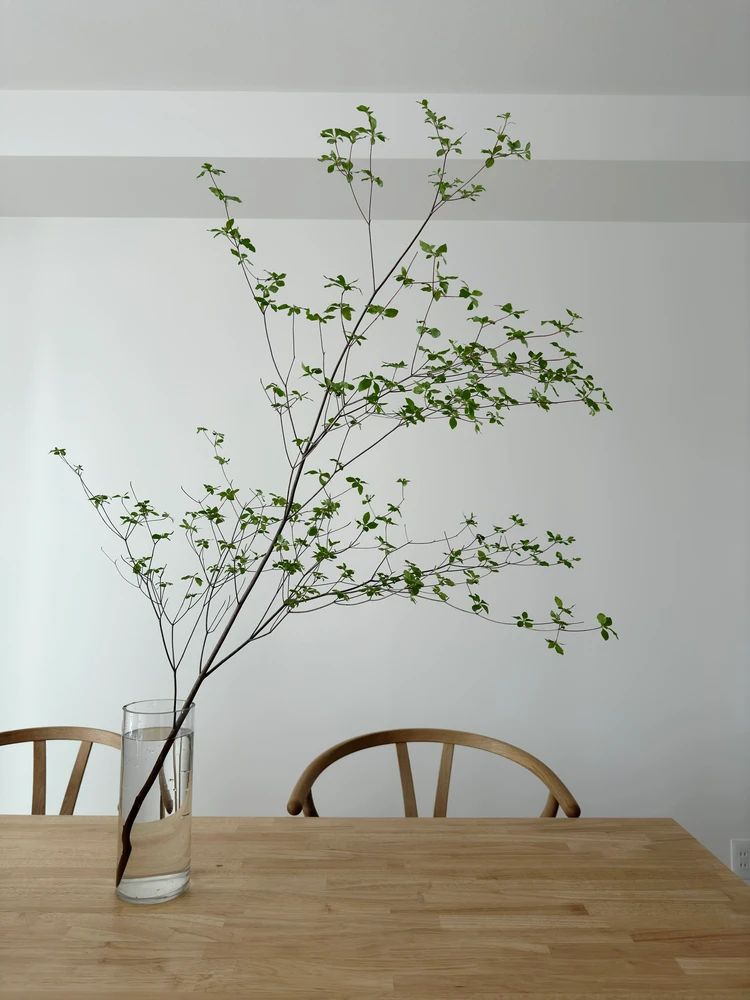 【観葉植物】おしゃれに飾るコツ！都内おすすめ店＆育て方_5