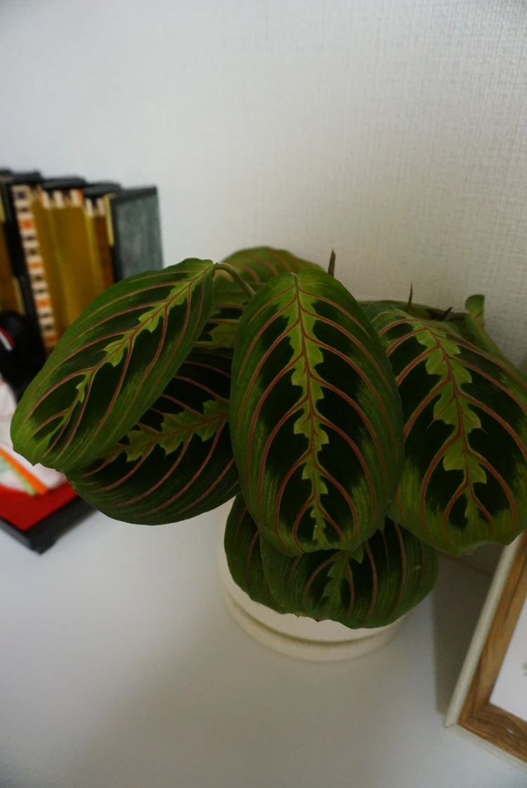 garageshibuya 鉢植え 観葉植物 リビング インテリア