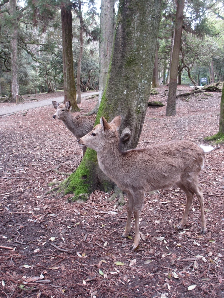 まだ見頃に間に合う♡ 桜をたのしむ古都・奈良旅のすゝめ|日帰りプラン_2_1