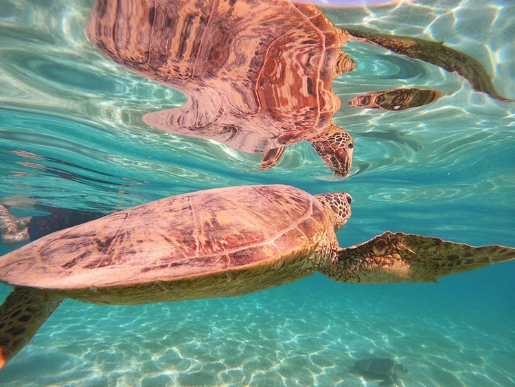 【宮古島】シュノーケル＆クリアサップ_4