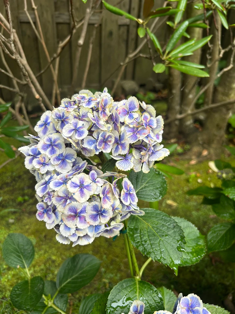 見たことない種類の紫陽花