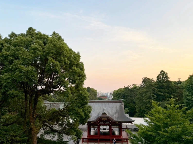 鎌倉　鶴岡八幡宮　紫陽花　観光　お参り