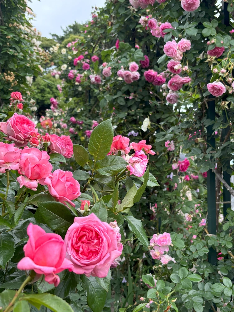 【横浜】圧巻!港の見える丘公園でバラに癒されるひととき_2_3