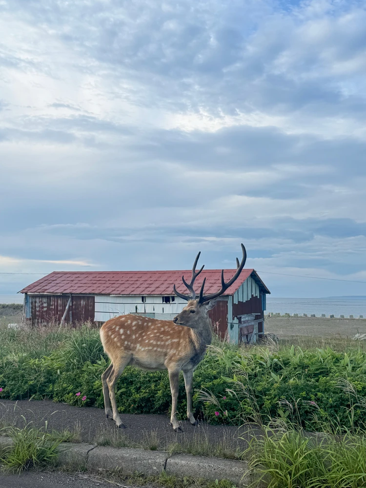 【北海道 道東エリア】網走・知床・弟子屈２泊３日絶景旅②知床半島＆野付半島編_18