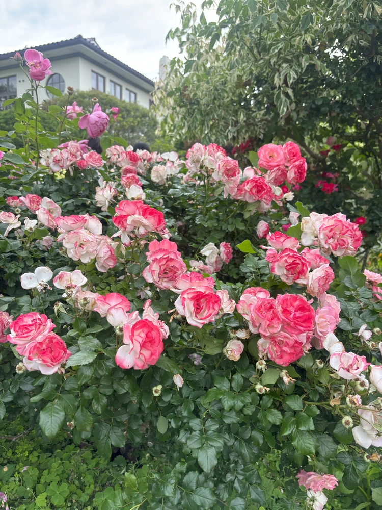 【横浜】圧巻!港の見える丘公園でバラに癒されるひととき_3_1