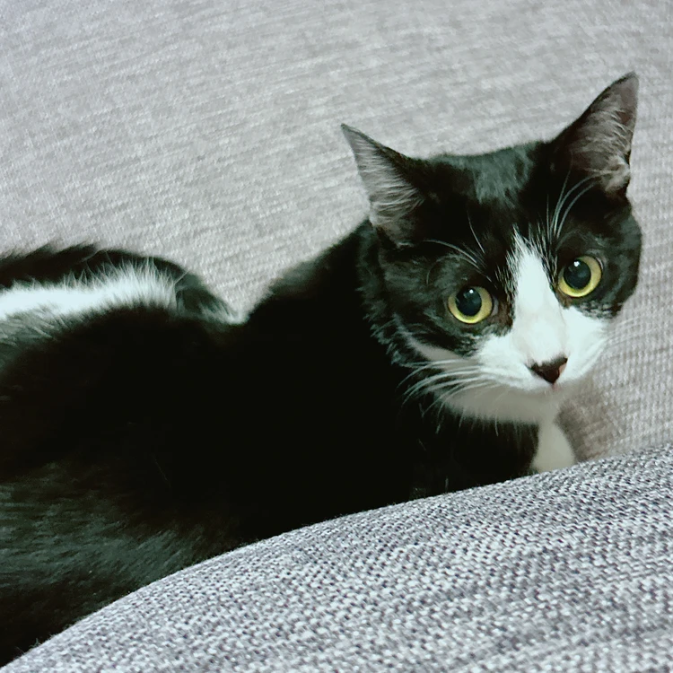 【2025年芸術の秋】岡本太郎記念館に行ったことはありますか？#旅行部_15_1