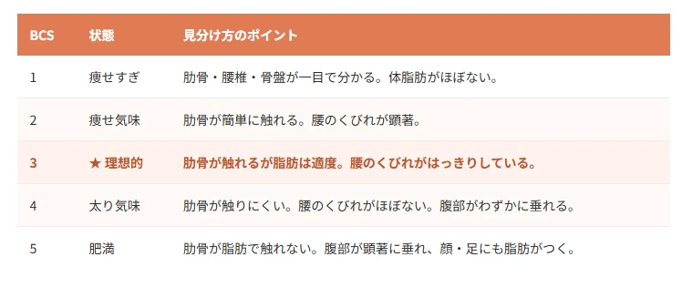 スコティッシュフォールドの健康管理 運動不足解消 & 体重管理ガイド_3