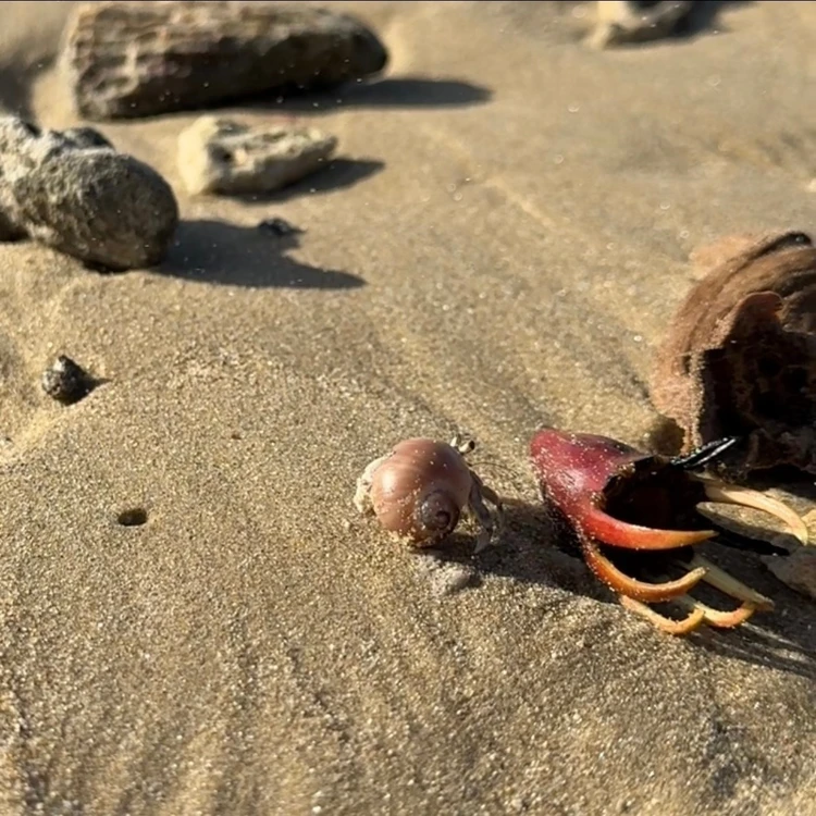 【西表島ひとり旅・ホテル編】西表島ホテル by 星野リゾートで気ままにおひとりさまステイ_9