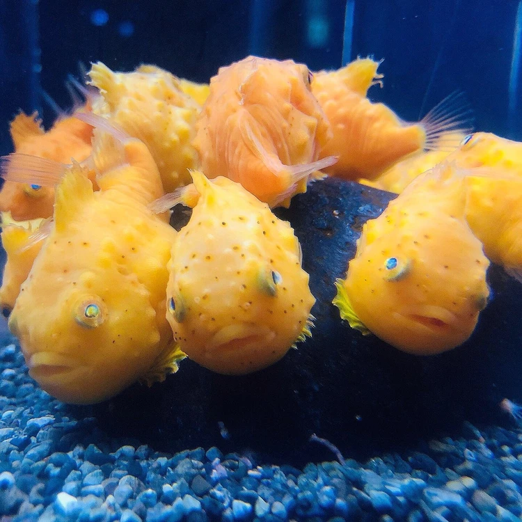 夏は涼しい新江ノ島水族館へ!_3