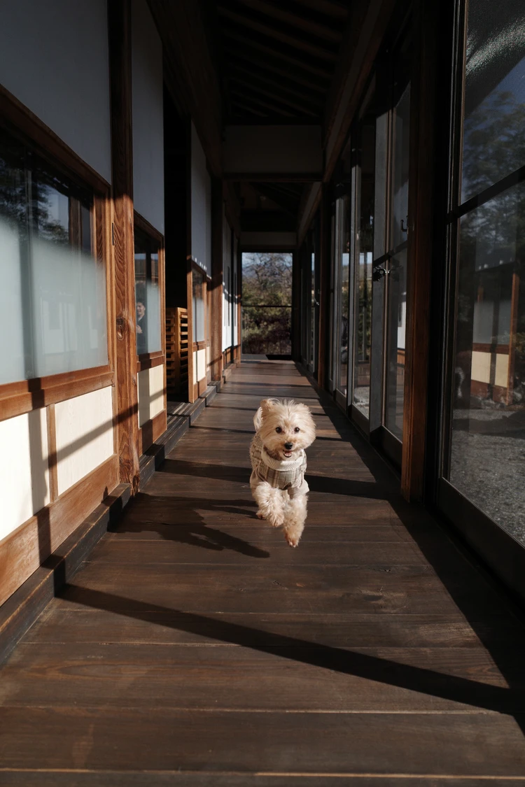 愛犬と泊まれる★子連れにもおすすめの宿③山梨 ~古民家宿るうふ~ #旅行部_20