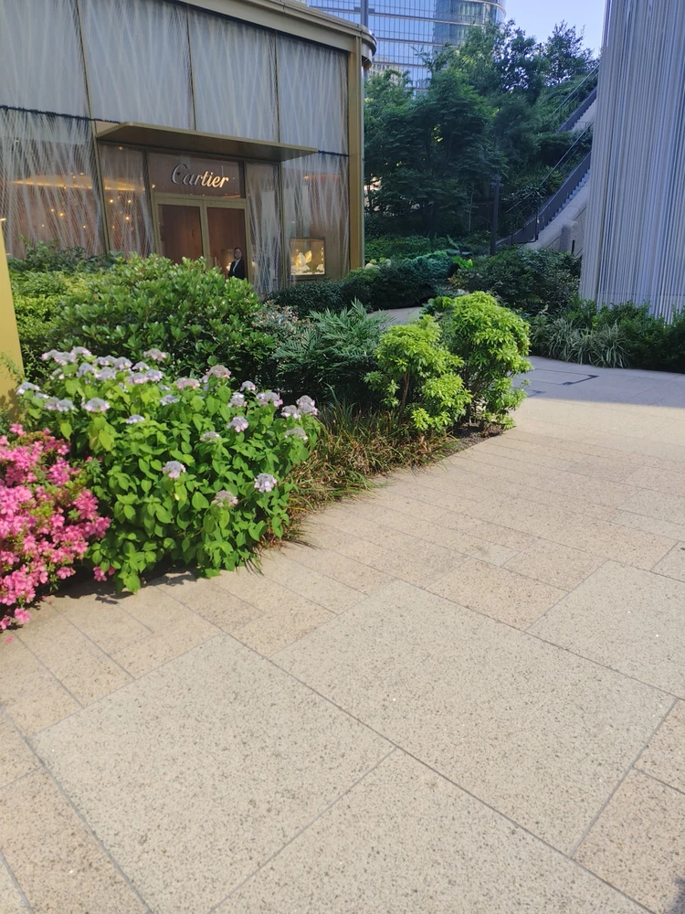 【意外と穴場!?】麻布台ヒルズが隠れた紫陽花スポットだった！_4_1