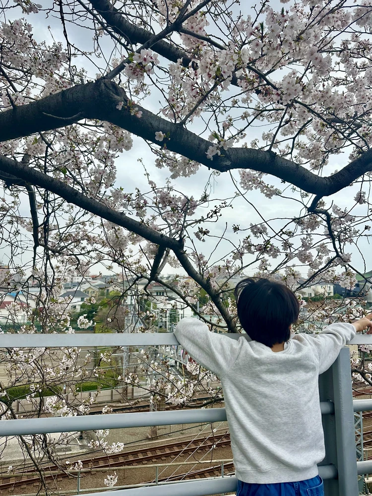 【田園調布】桜×電車の絶景とカフェ散歩🌸_5