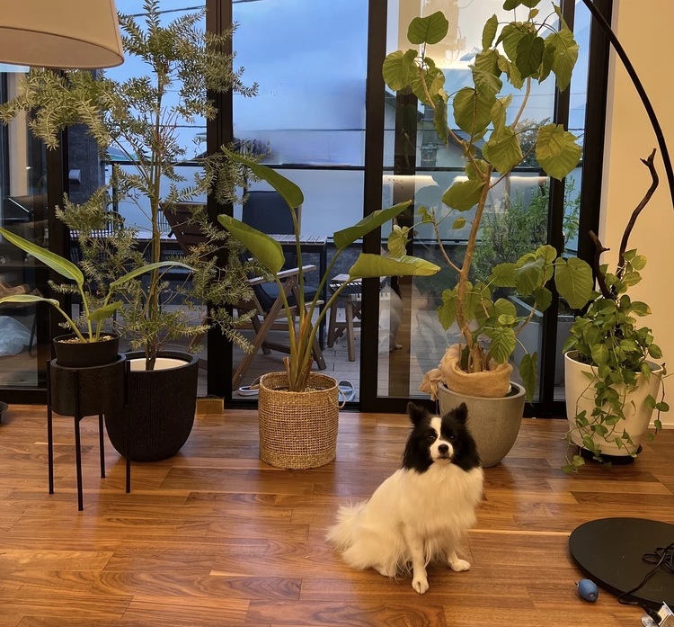 心地よいグリーンのある暮らし。我が家の観葉植物たち#おうち部_1