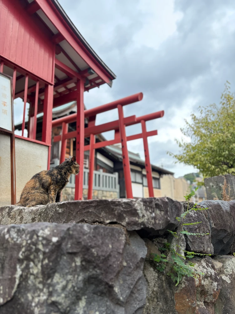 長崎の猫ちゃんは尻尾がカギ?出島貿易から続く歴史のお話🐱_7
