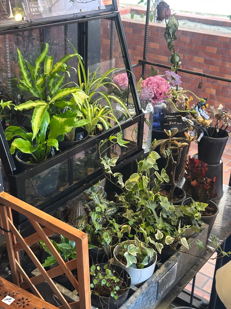 選べる観葉植物やブーケが写っている写真