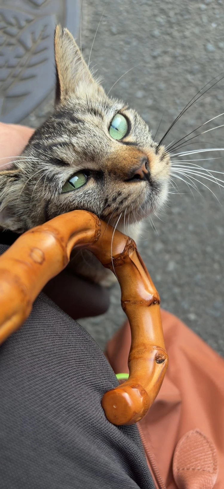 猫 長崎 尾曲猫