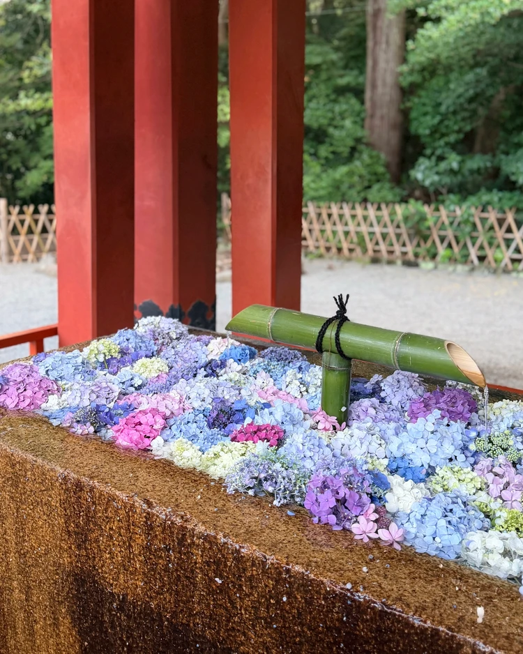 鎌倉　鶴岡八幡宮　花手水　あじさい　紫陽花　6月