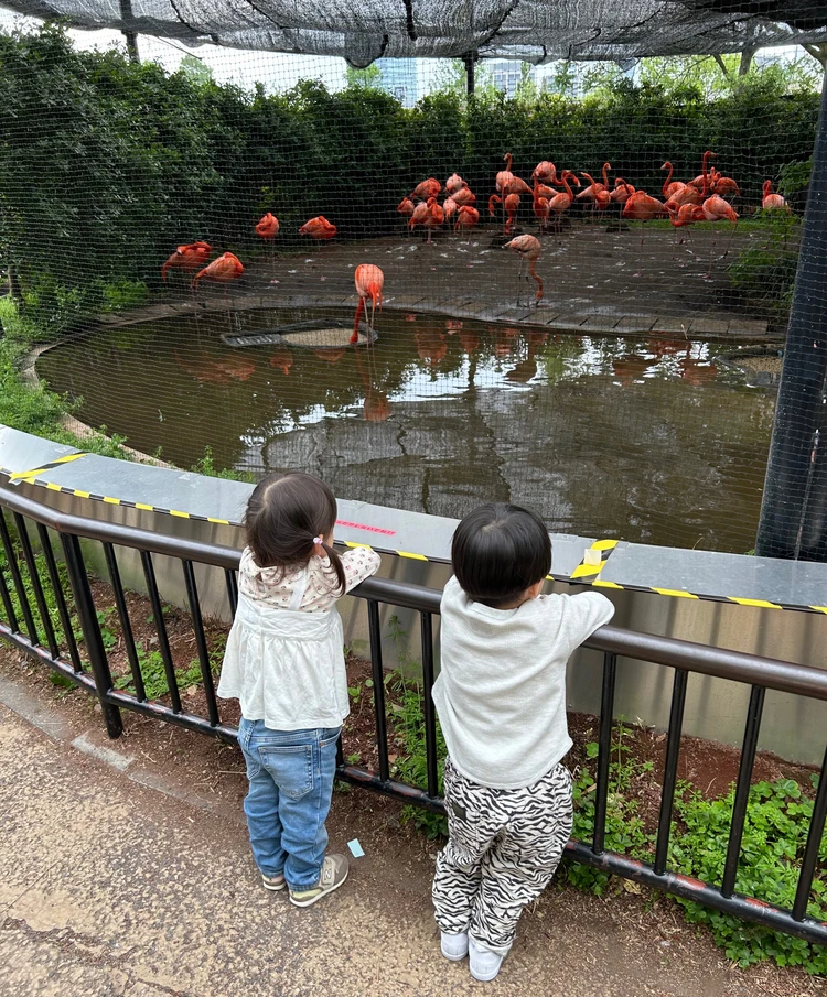 【子連れお出かけ】in東京🗼定番の上野動物園🐘_1